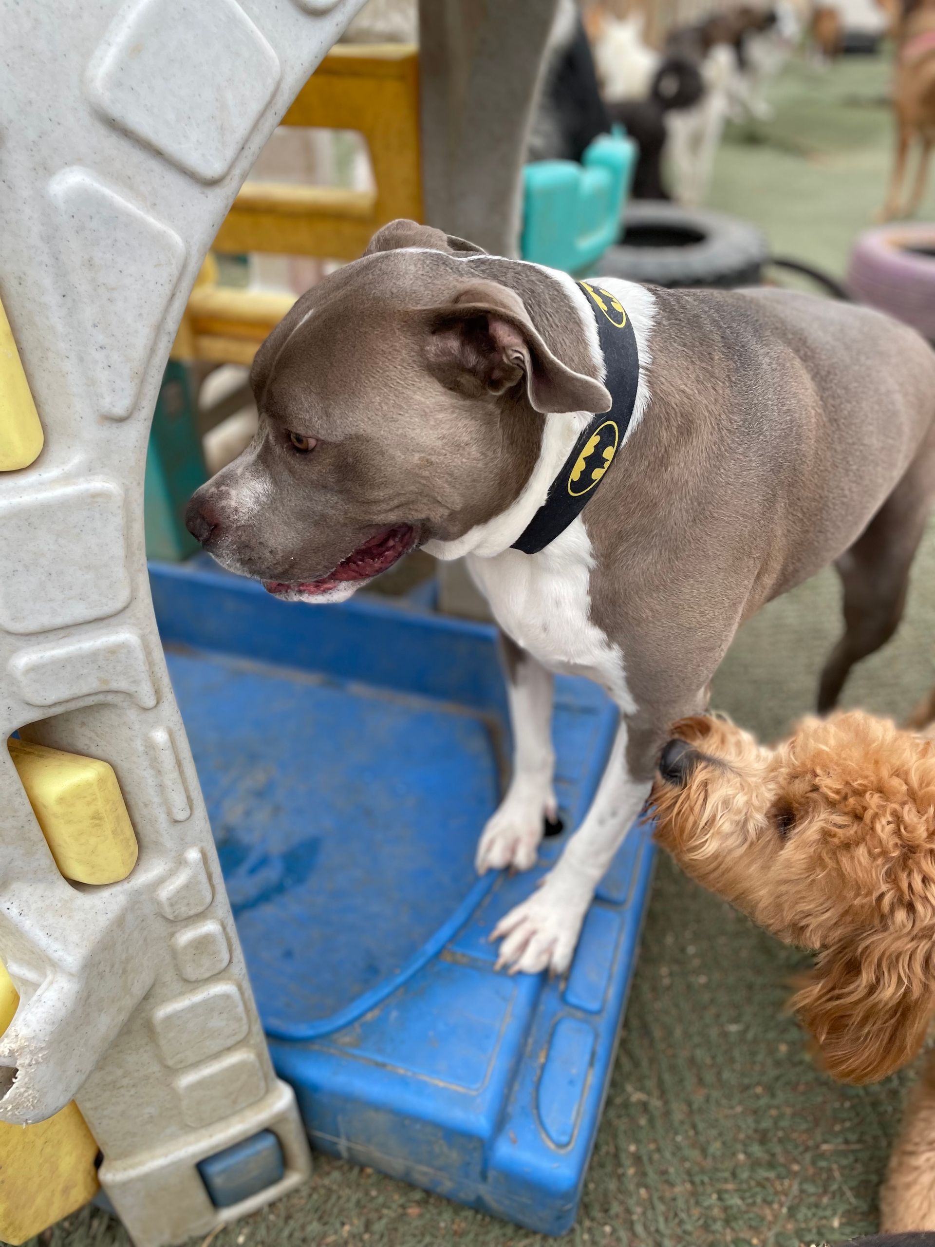 Two dogs are standing next to each other in a playground.