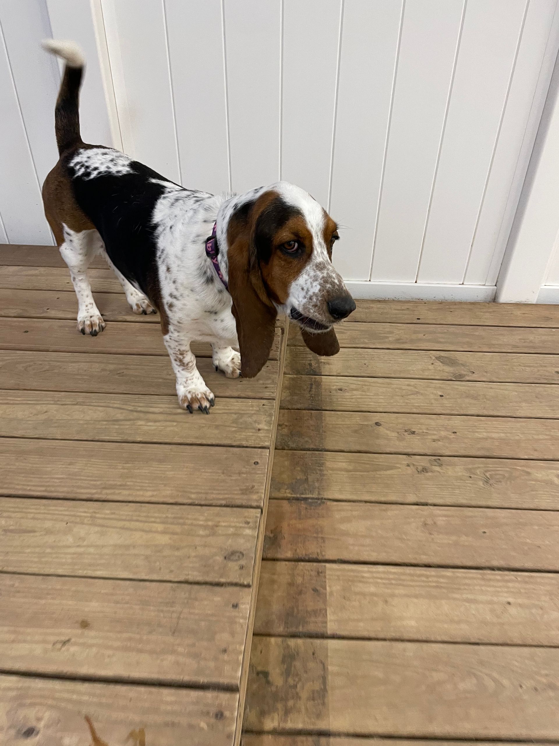 A basset hound is standing on a wooden deck.