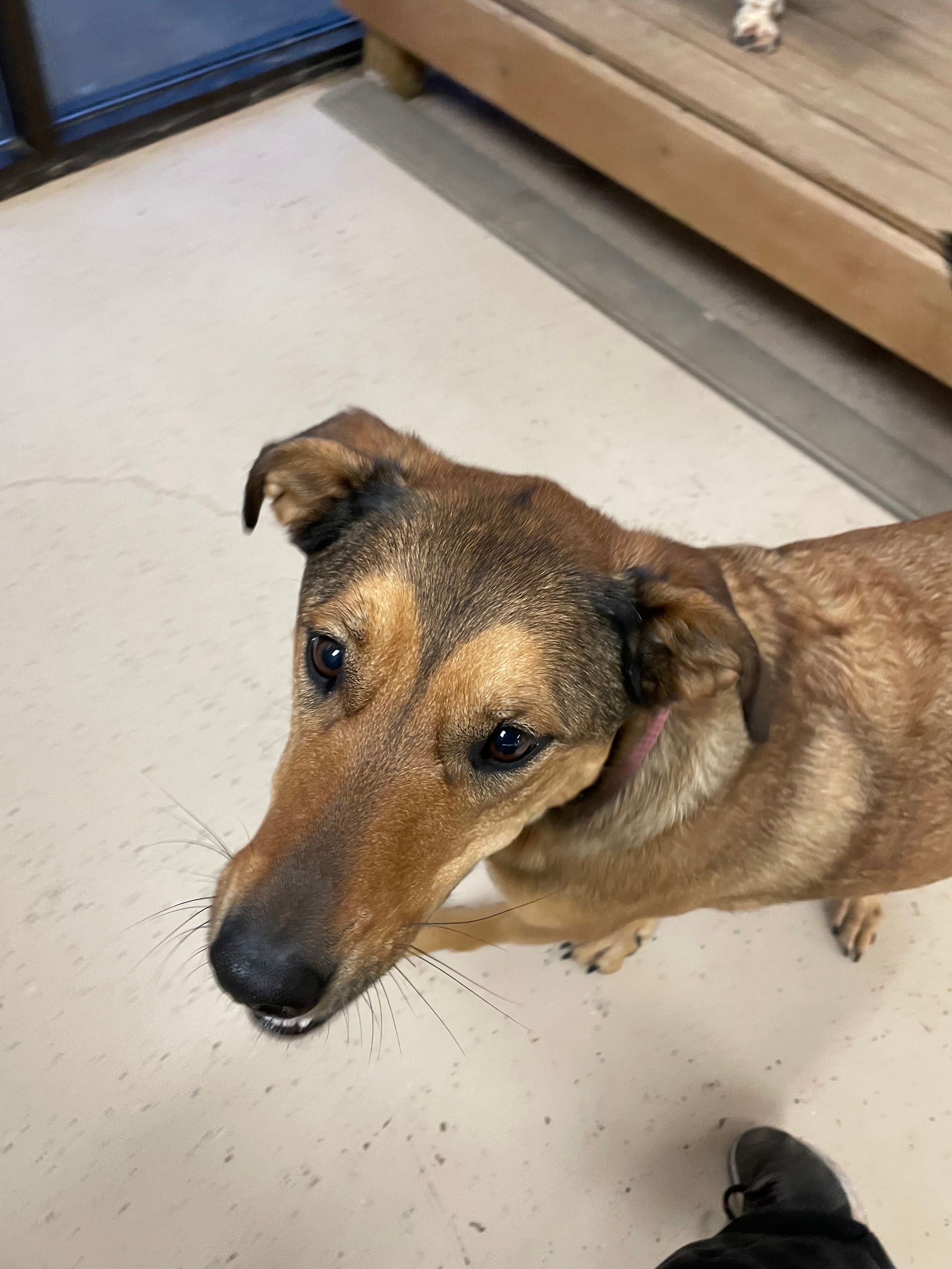 A brown dog is standing on a white floor and looking at the camera.