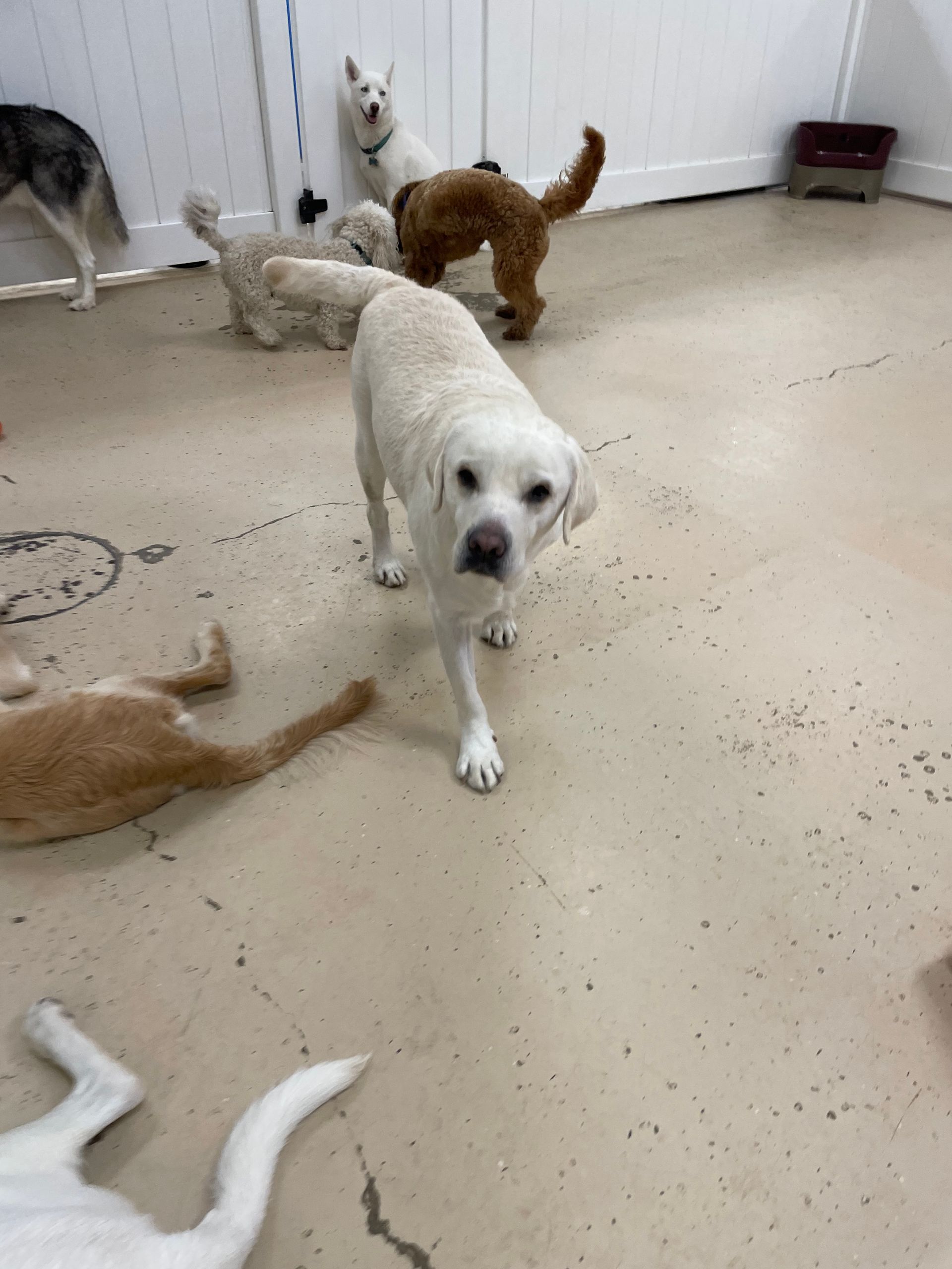 A group of dogs are playing in a room.