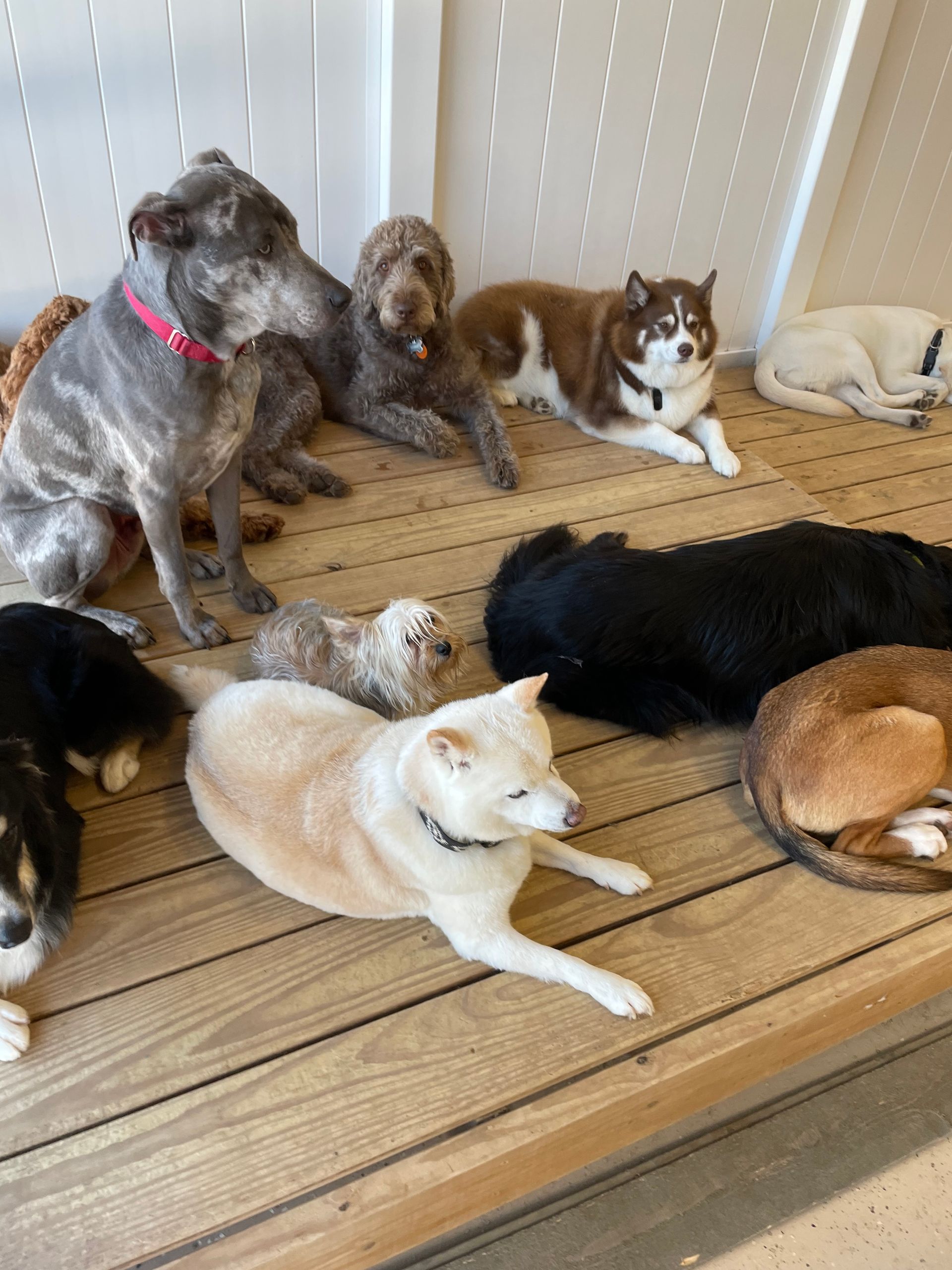 A group of dogs are laying on a wooden floor.