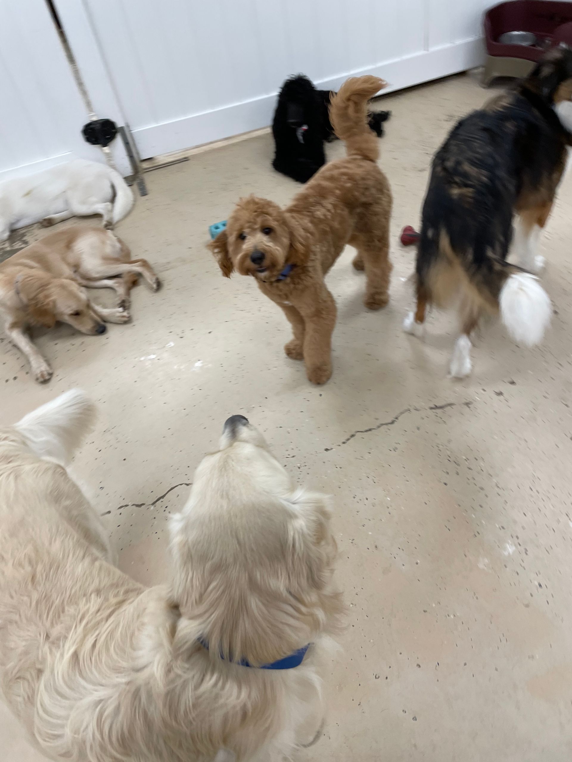 A group of dogs are standing around each other in a room.
