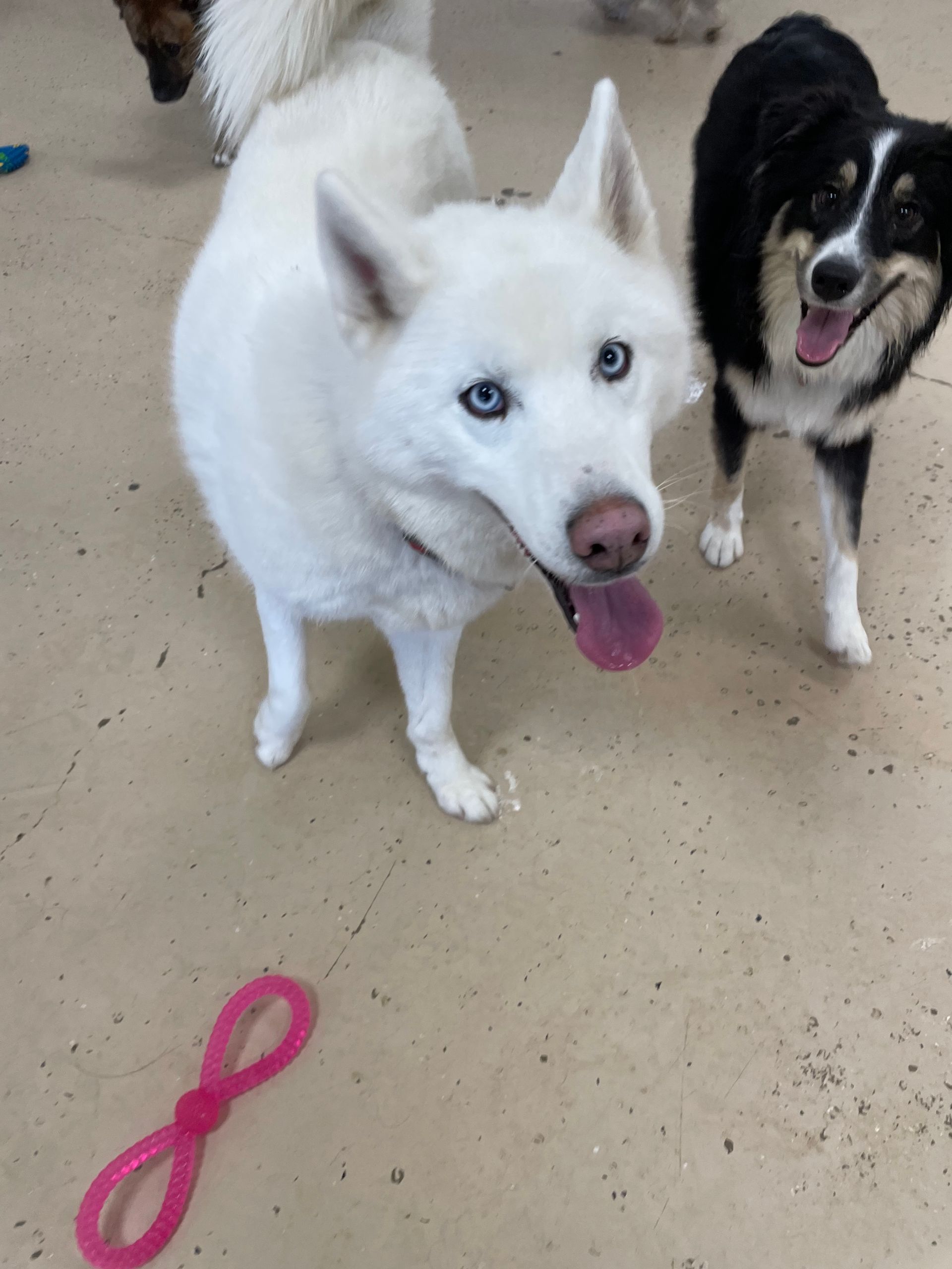 A black and white dog standing next to a white dog