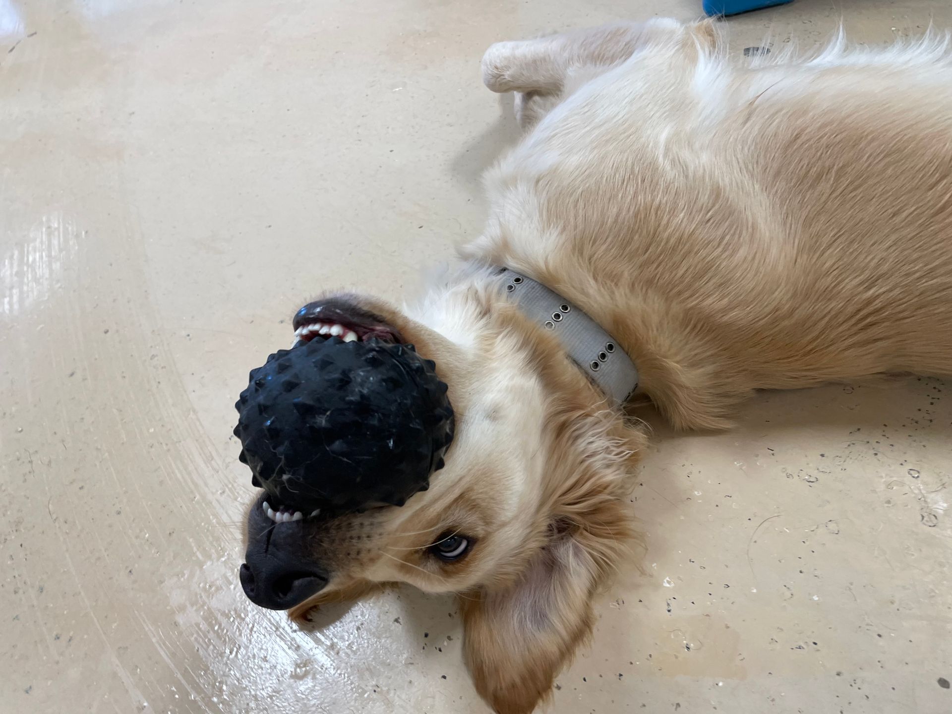A dog is laying on its back with a toy in its mouth.