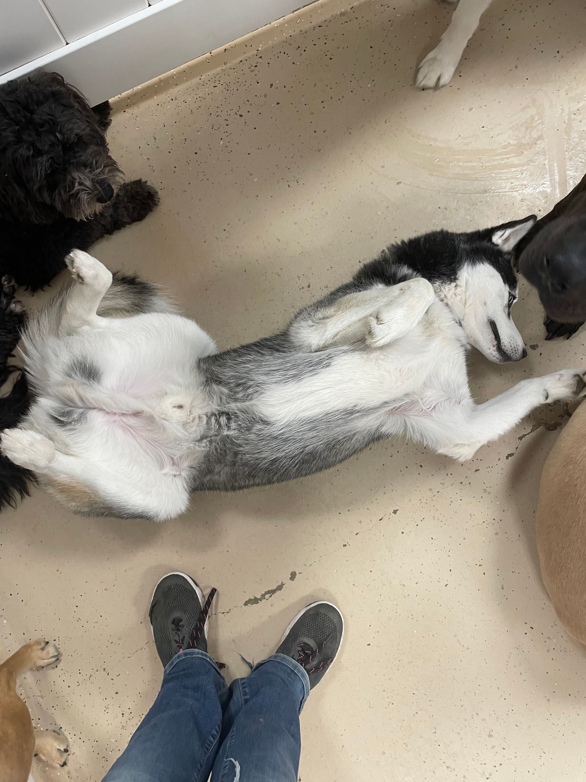 A husky dog is laying on its back in a room with other dogs.