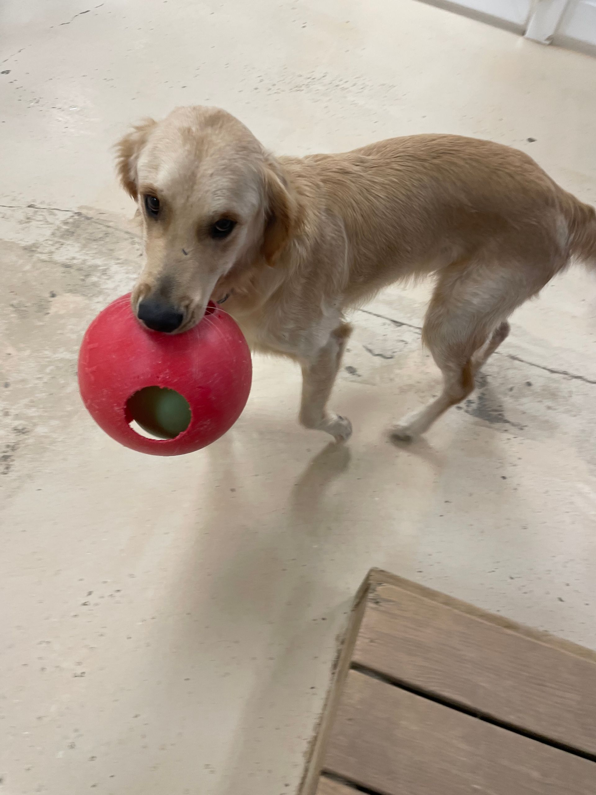 A dog is holding a red ball in its mouth.