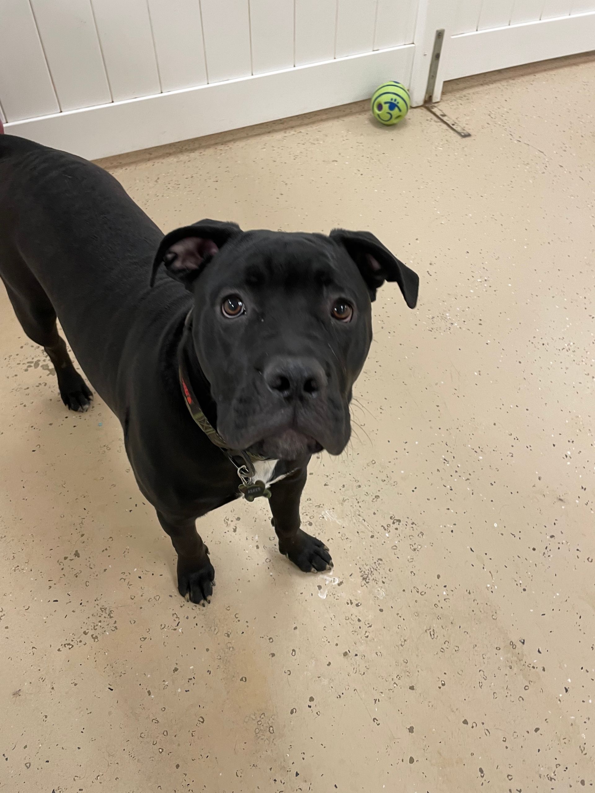 A black dog is standing on a tiled floor and looking at the camera.