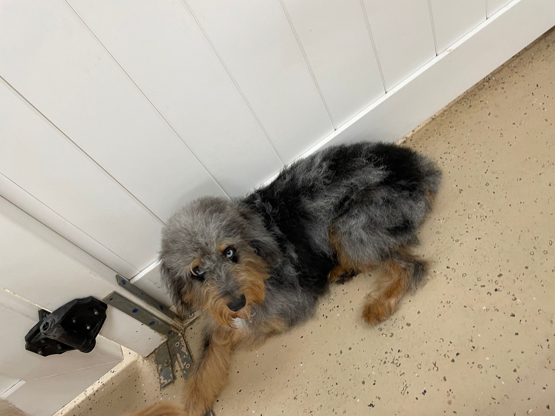 A small dog is laying on the floor next to a door