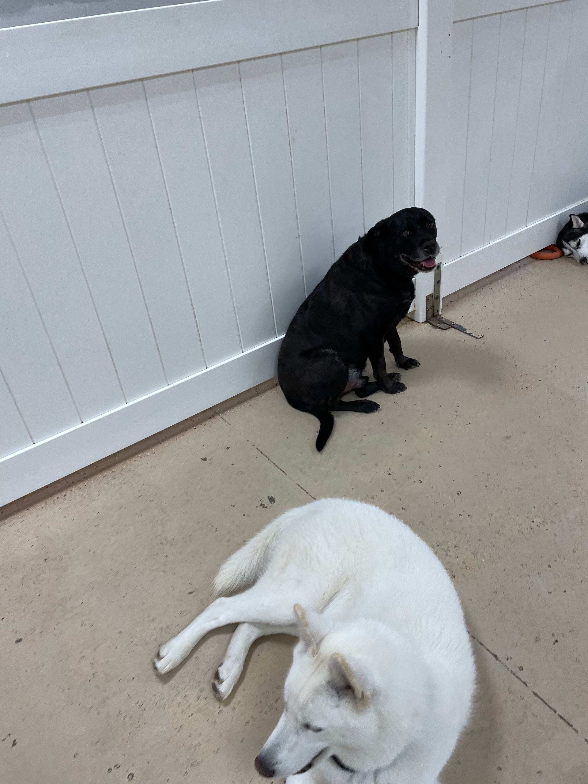 A black dog is sitting next to a white dog