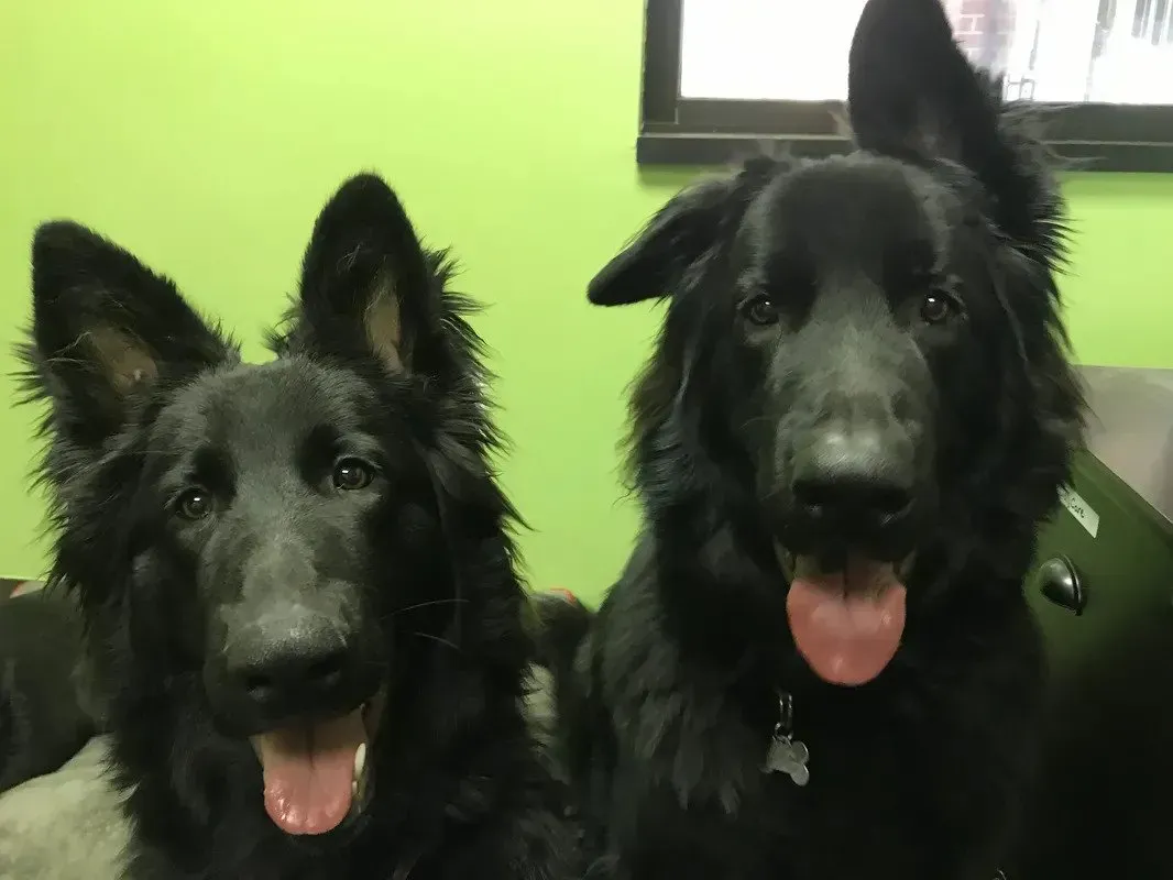 Two black dogs are sitting next to each other with their tongues out.