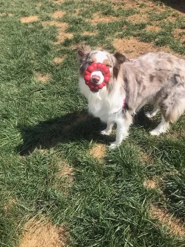 A dog is standing in the grass with a red ball in its mouth.