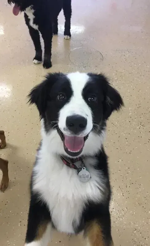A black and white dog is smiling and looking at the camera.