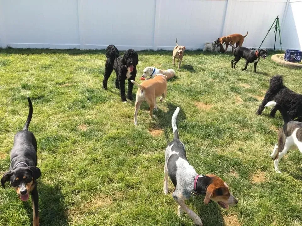 A group of dogs are playing in a grassy yard.