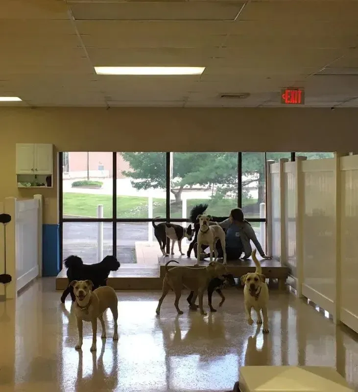 A group of dogs are standing in a room with a red exit sign above them