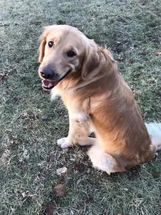 A golden retriever dog is sitting in the grass and smiling.