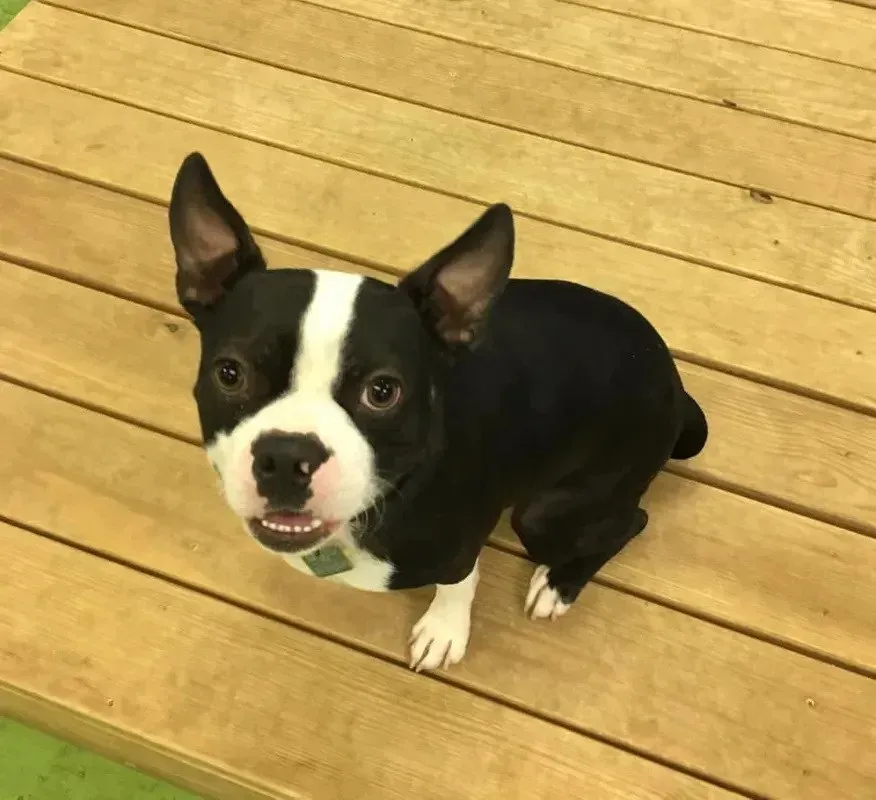 A black and white dog is sitting on a wooden deck