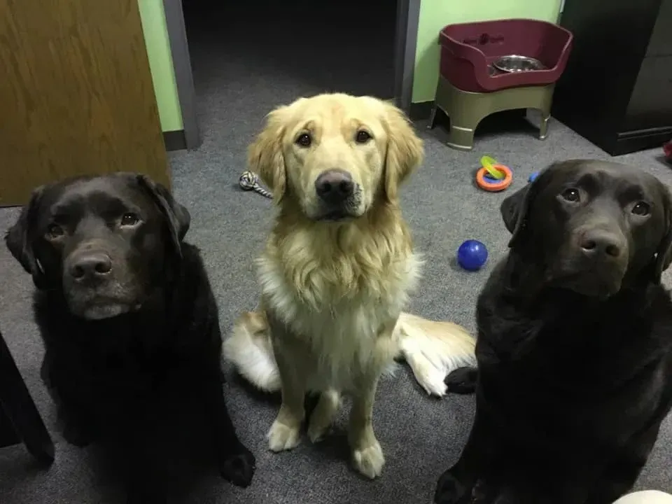 Three dogs are sitting next to each other in a room and looking at the camera.