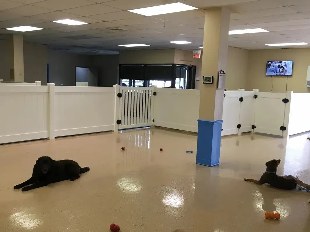 Two dogs are playing in a room with a white fence.