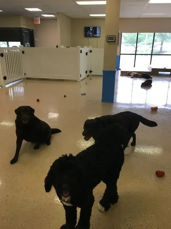 Three black dogs are playing in a room with a white fence
