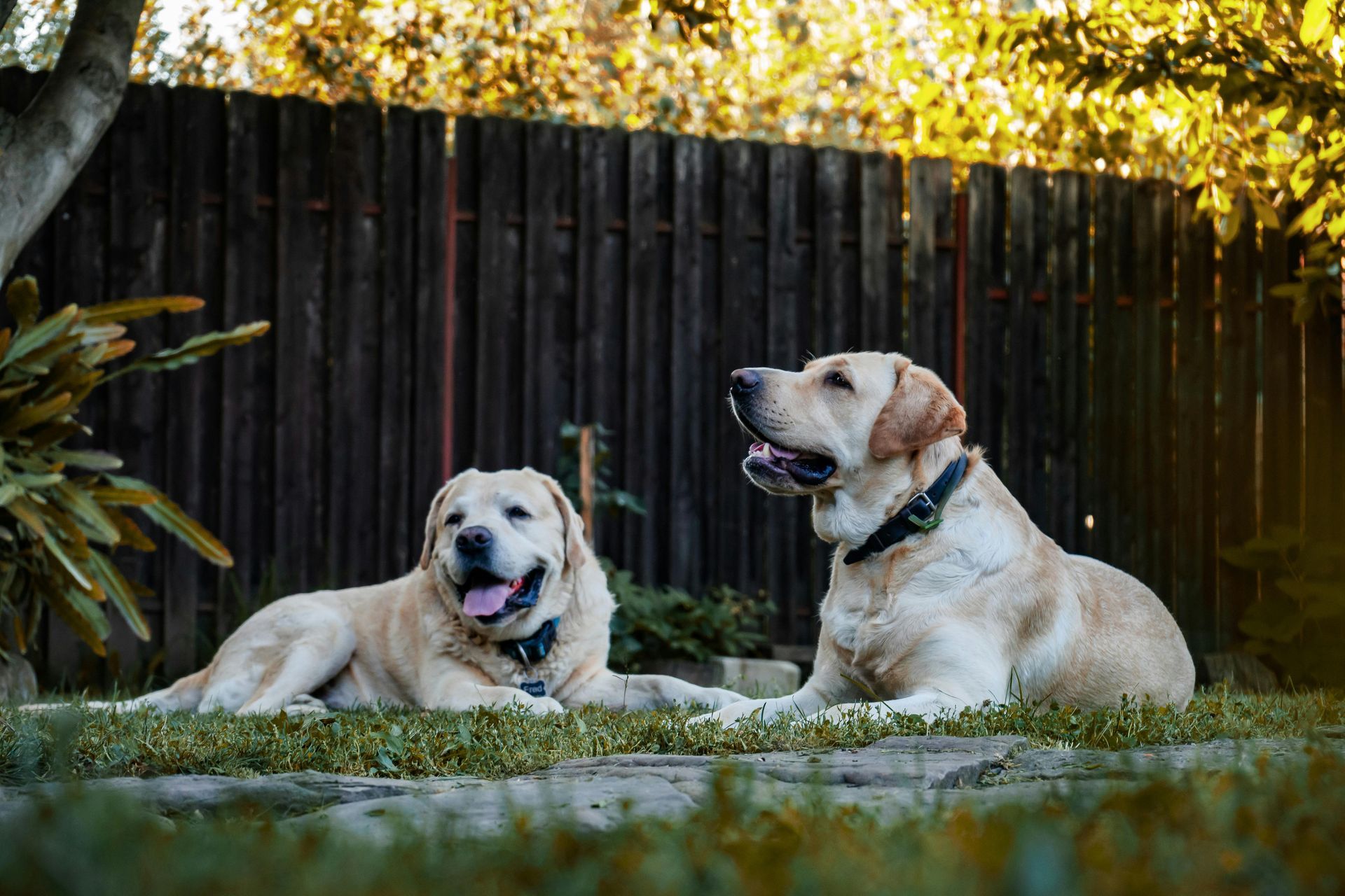 Two dogs are laying in the grass in front of a wooden fence.