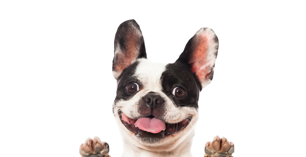 Smiling Dog