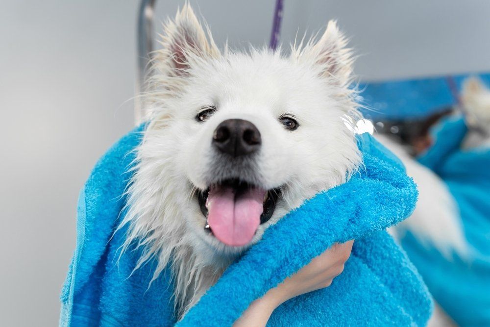 Dog With A Towel After Washing
