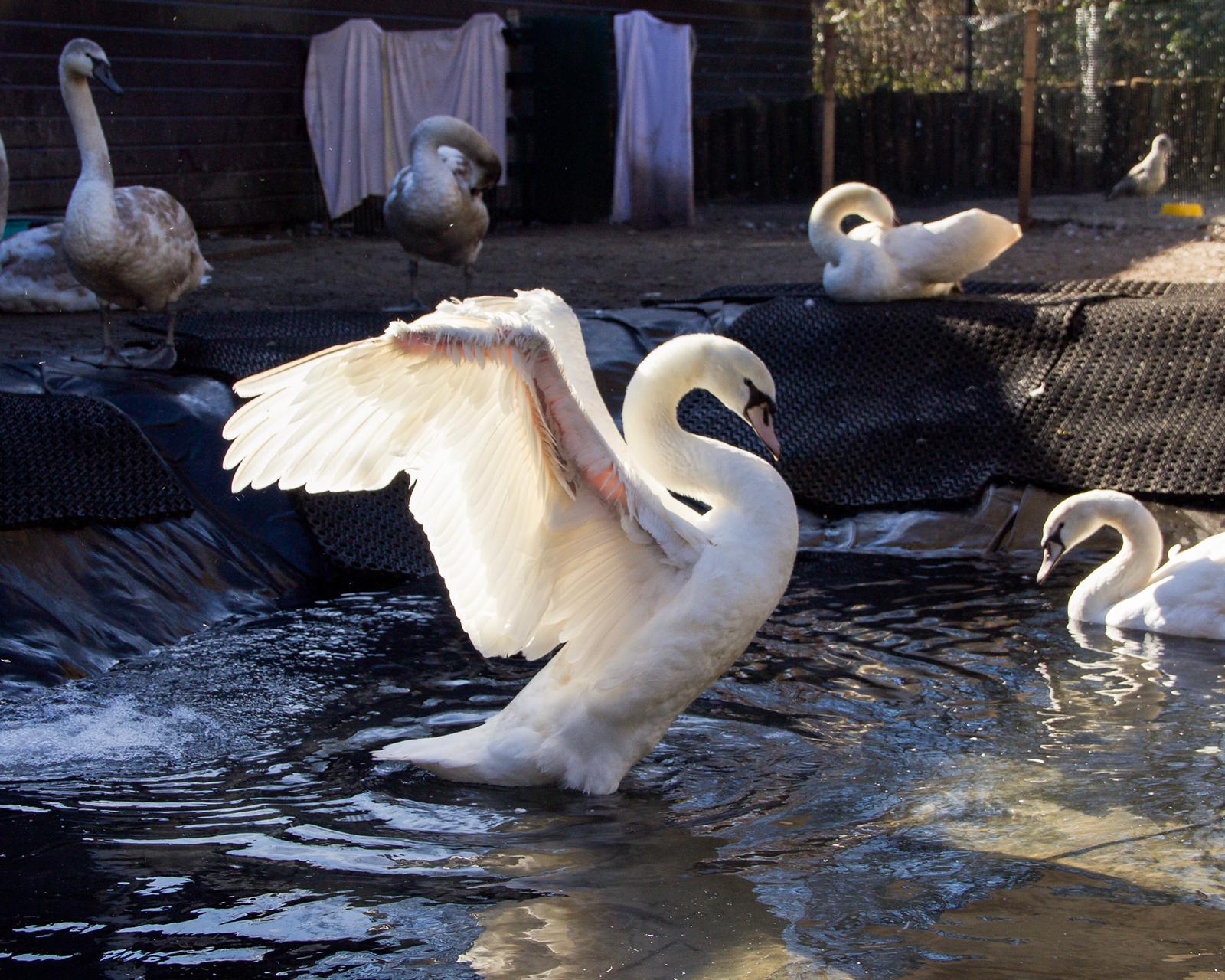 STICHTING VOGELASIEL DE HOUTSNIP logo