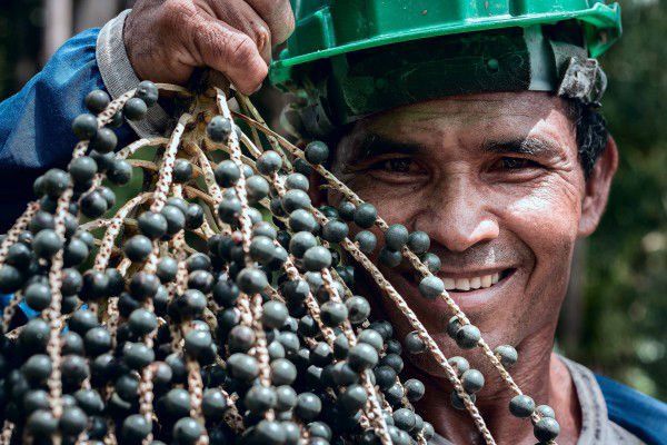 Açaí cultivado por gerações | Amazonbai - AP