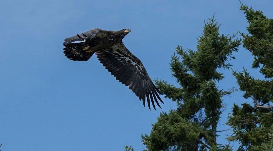 An immature Bald Eagle, in flight.