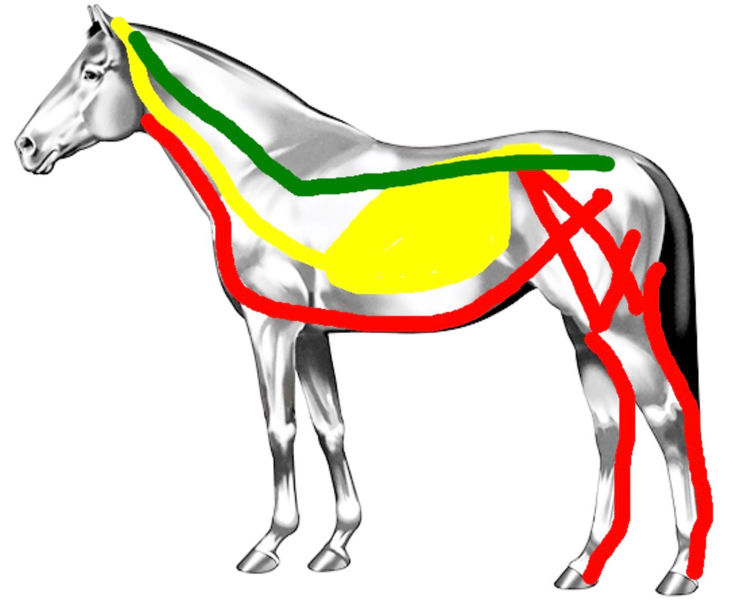 An image showing the deep ventral kinetic chain of the horse