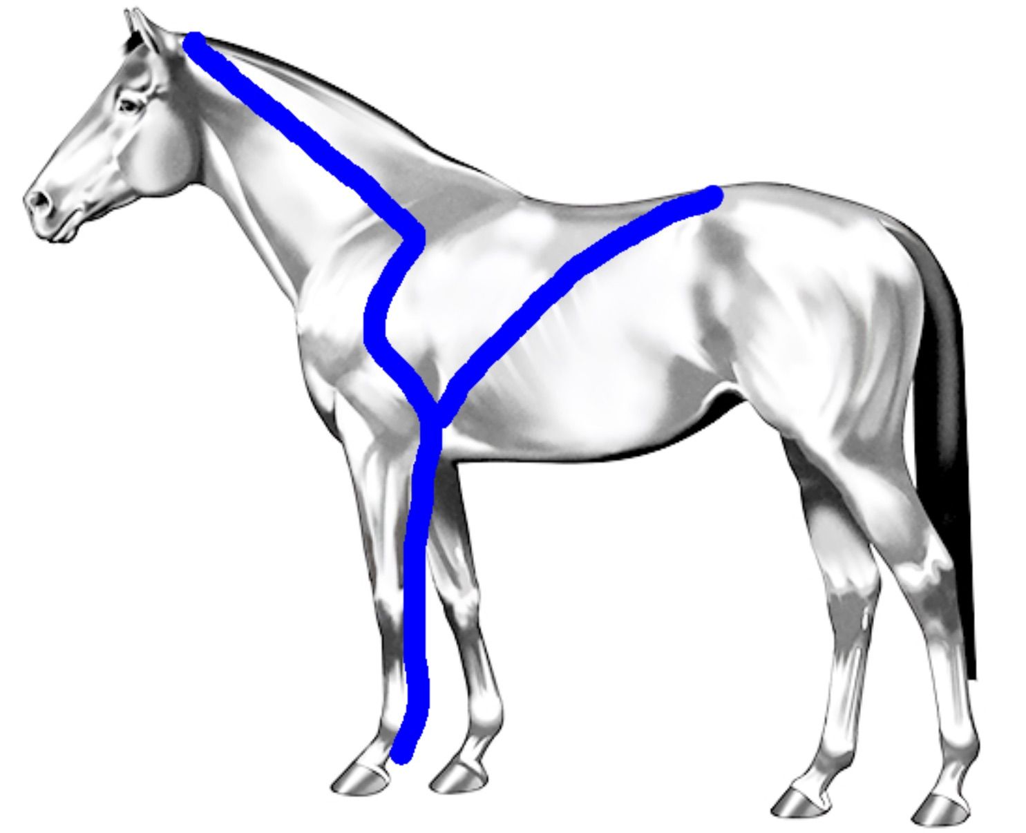 An image showing the forelimb retraction kinetic chain of the horse