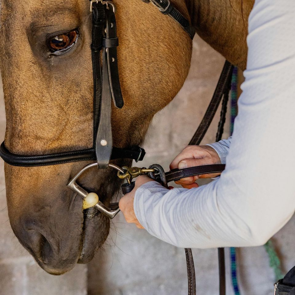 A horse undergoing a bit fitting