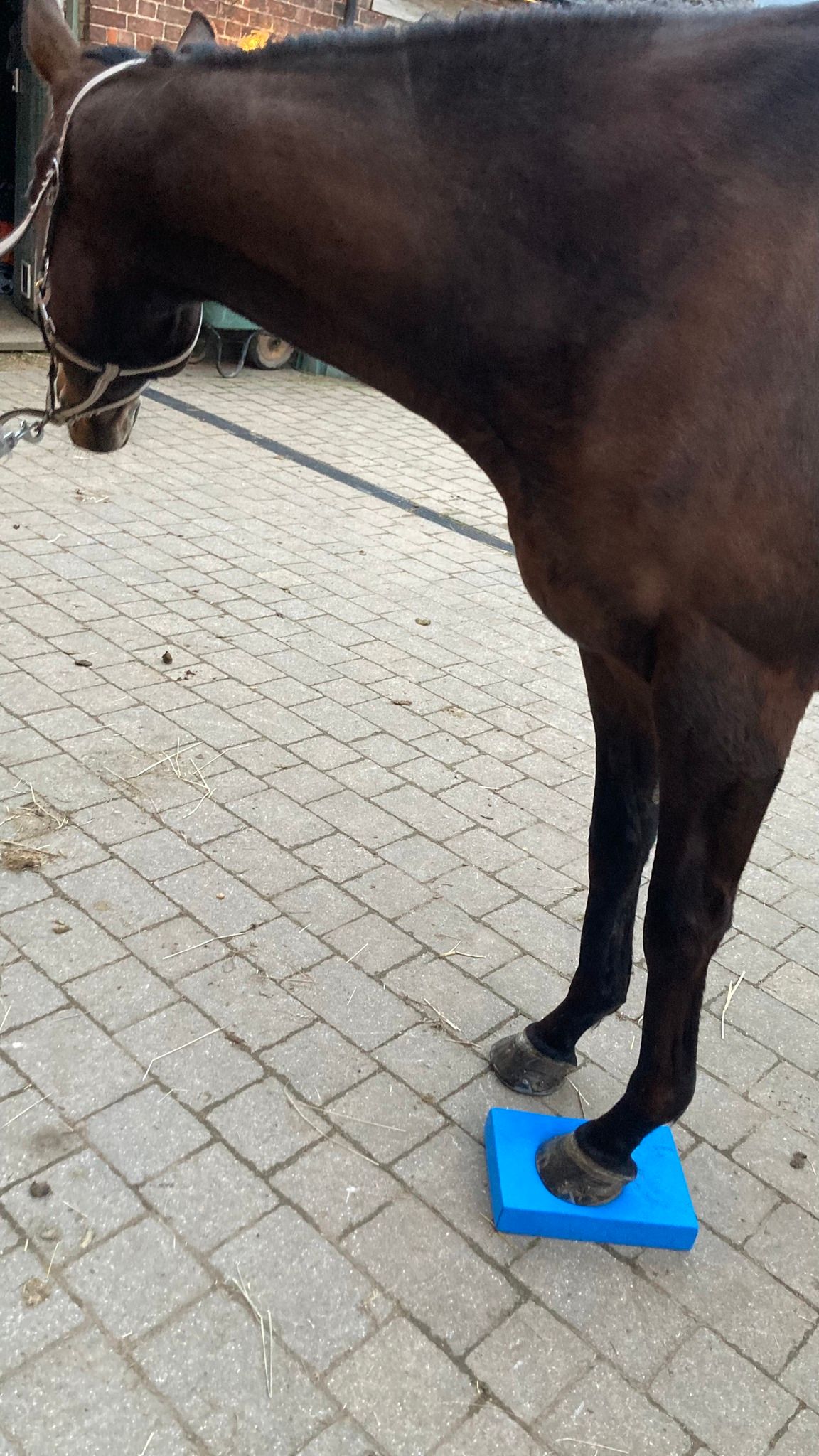 A horse demonstrating how the foot should sit on a balance pad during a visit in the Flying Hooves' Balance Pad Program