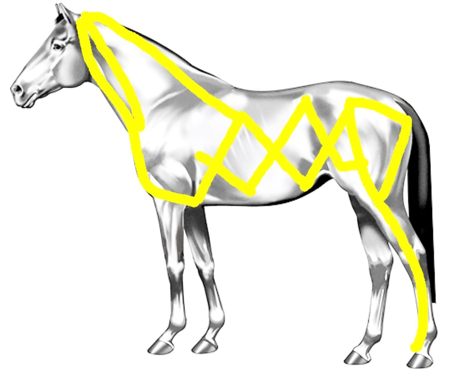 An image showing the lateral kinetic chain of the horse