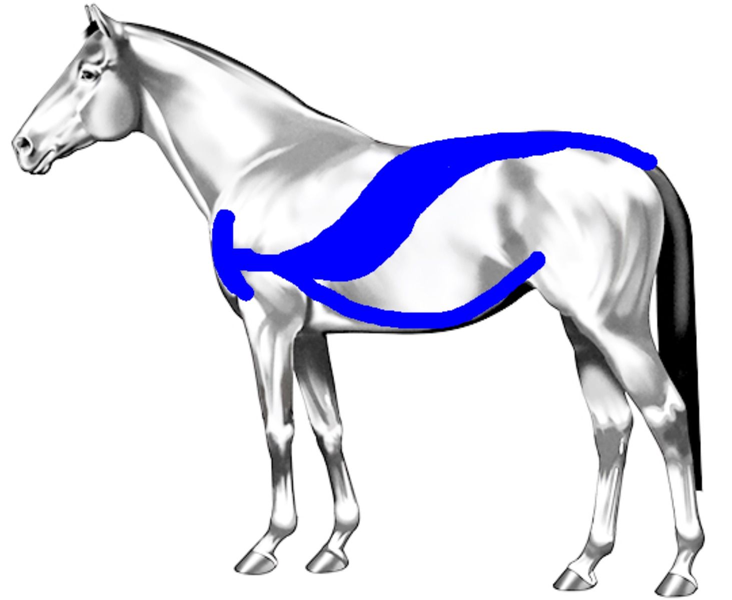 An image showing the spiral kinetic chain of the horse