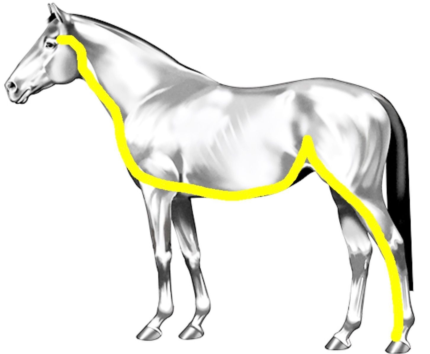 An image showing the superficial ventral kinetic chain of the horse
