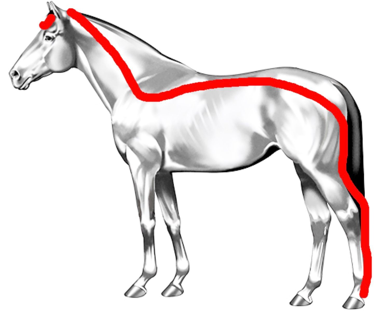 An image showing the superficial dorsal kinetic chain of the horse