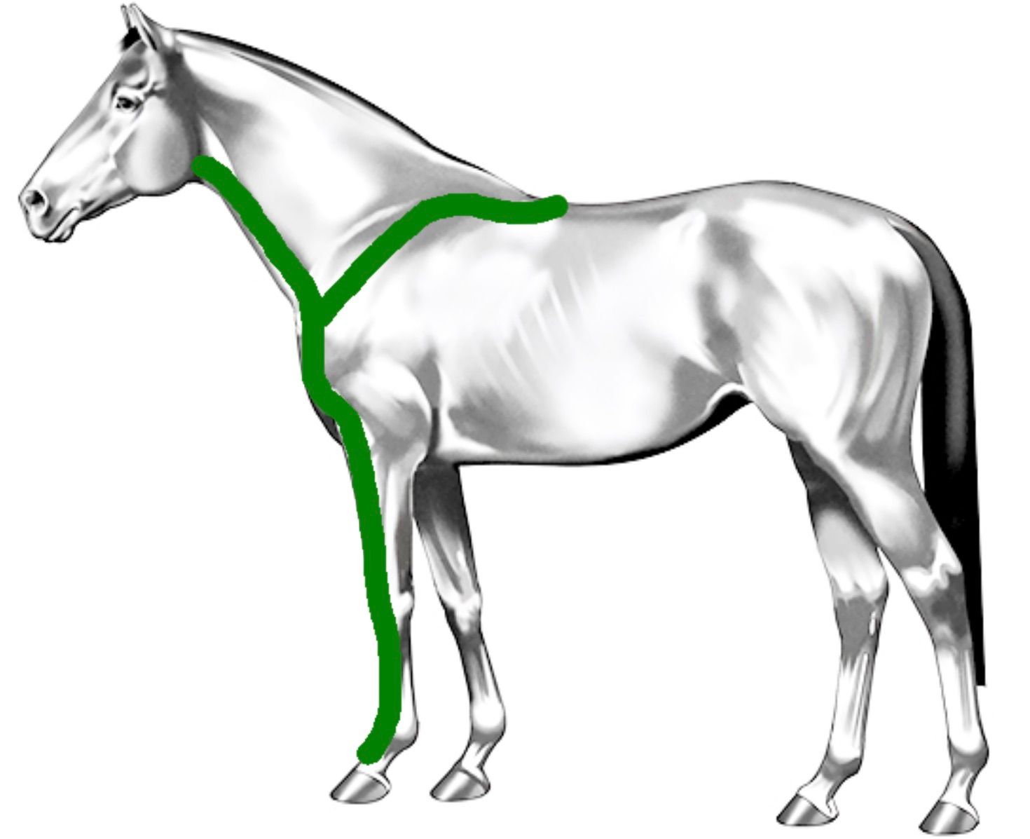 An image showing the forelimb protraction kinetic chain of the horse
