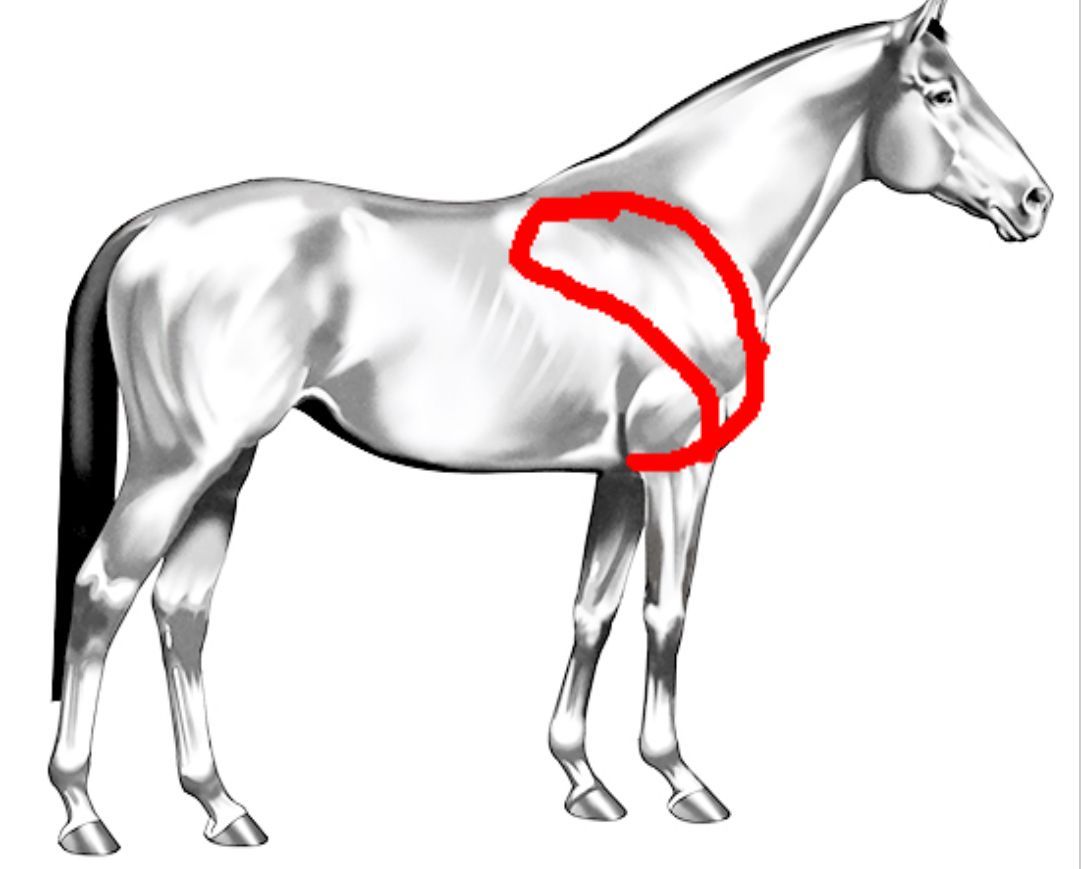 An image showing the forelimb adduction kinetic chain of the horse