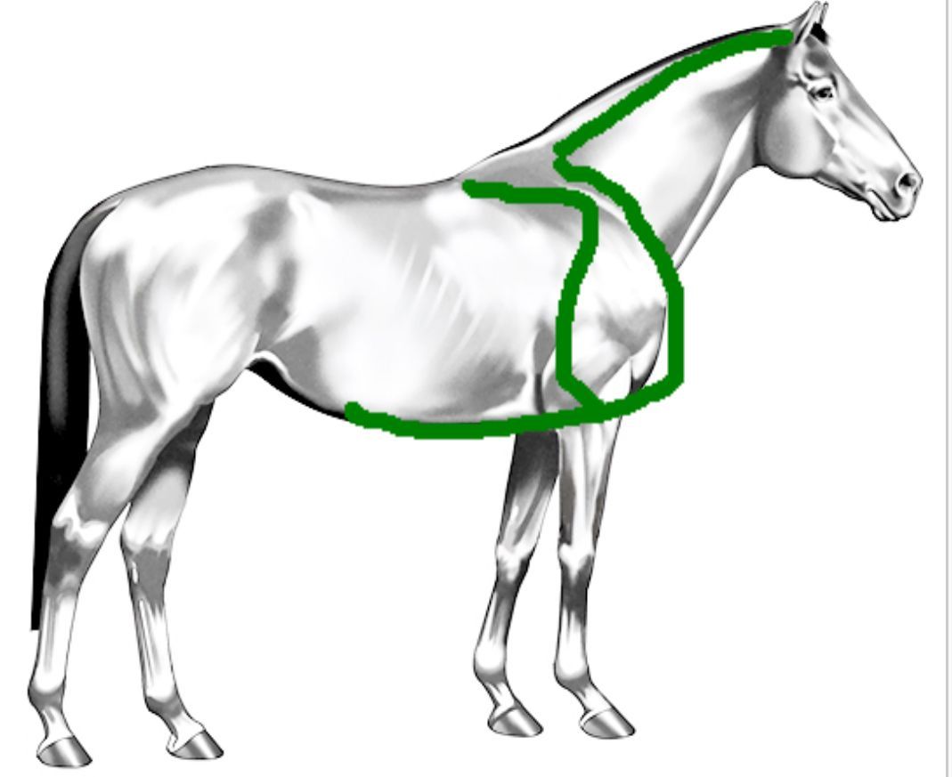 An image showing the forelimb abduction kinetic chain of the horse