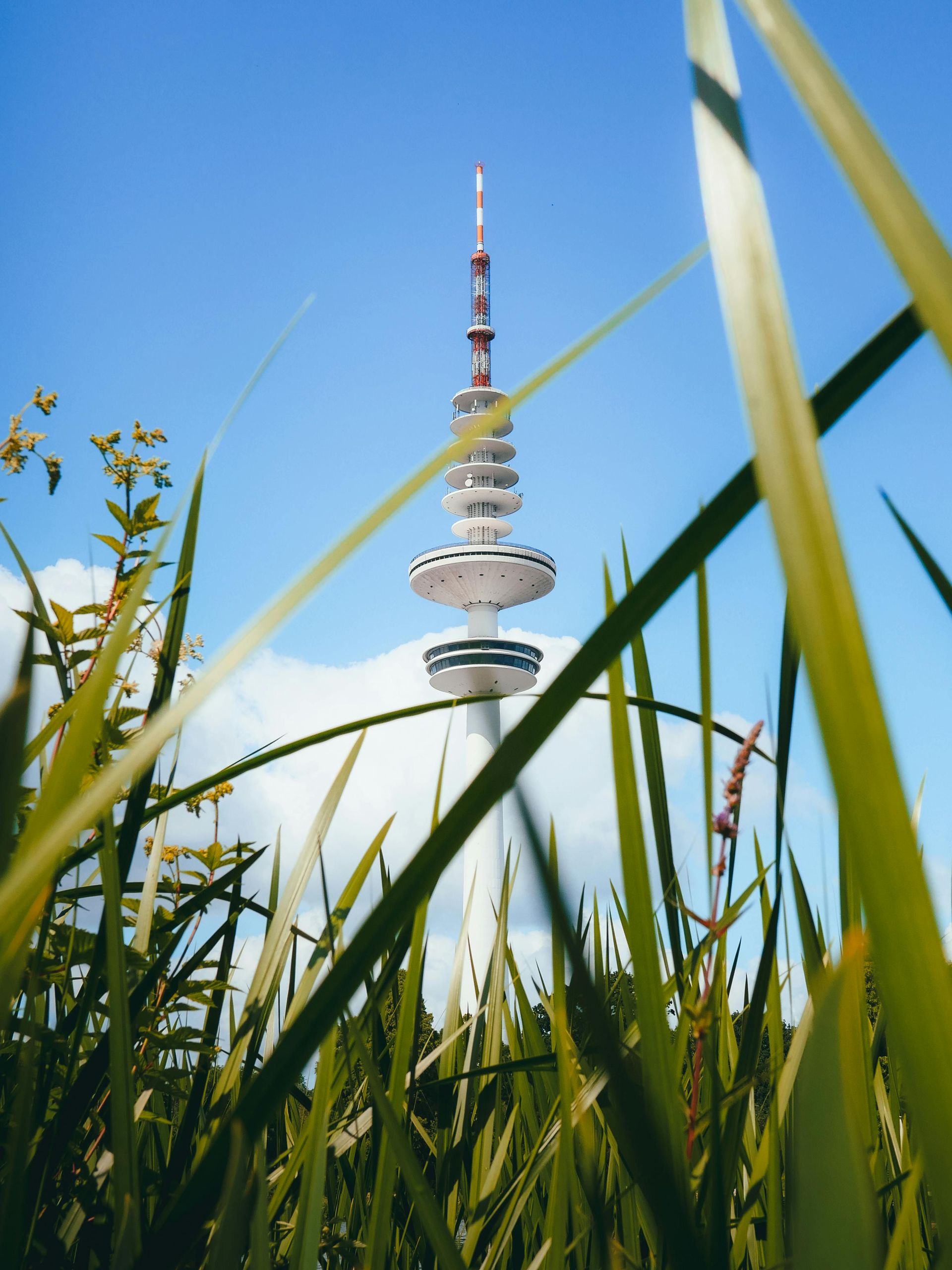 A tall tower is visible through the tall grass