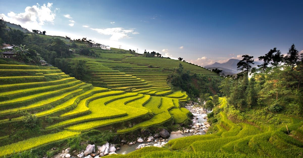 A river runs through a lush green field of rice terraces.