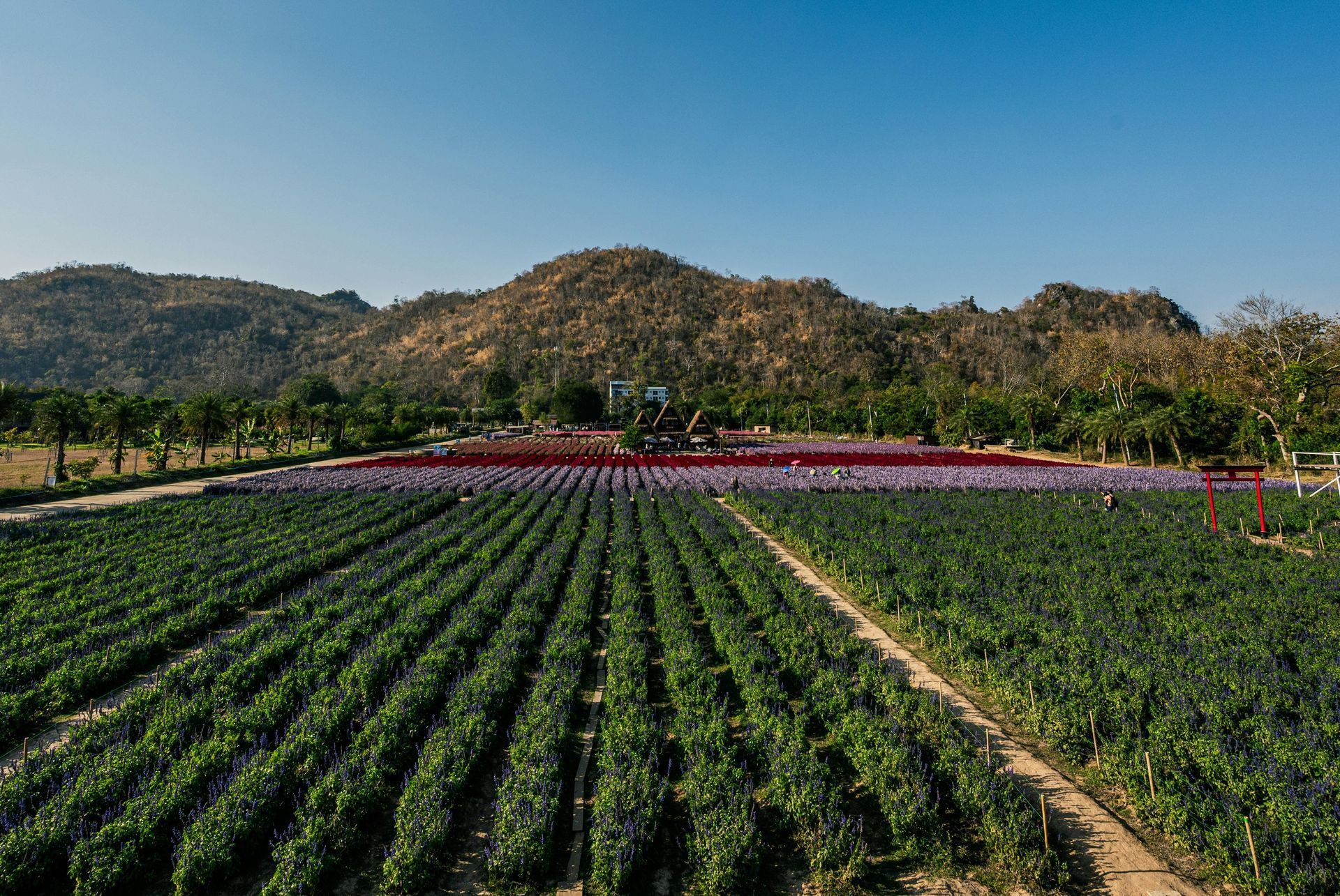 An aerial view of a lush green field with mountains in the background.