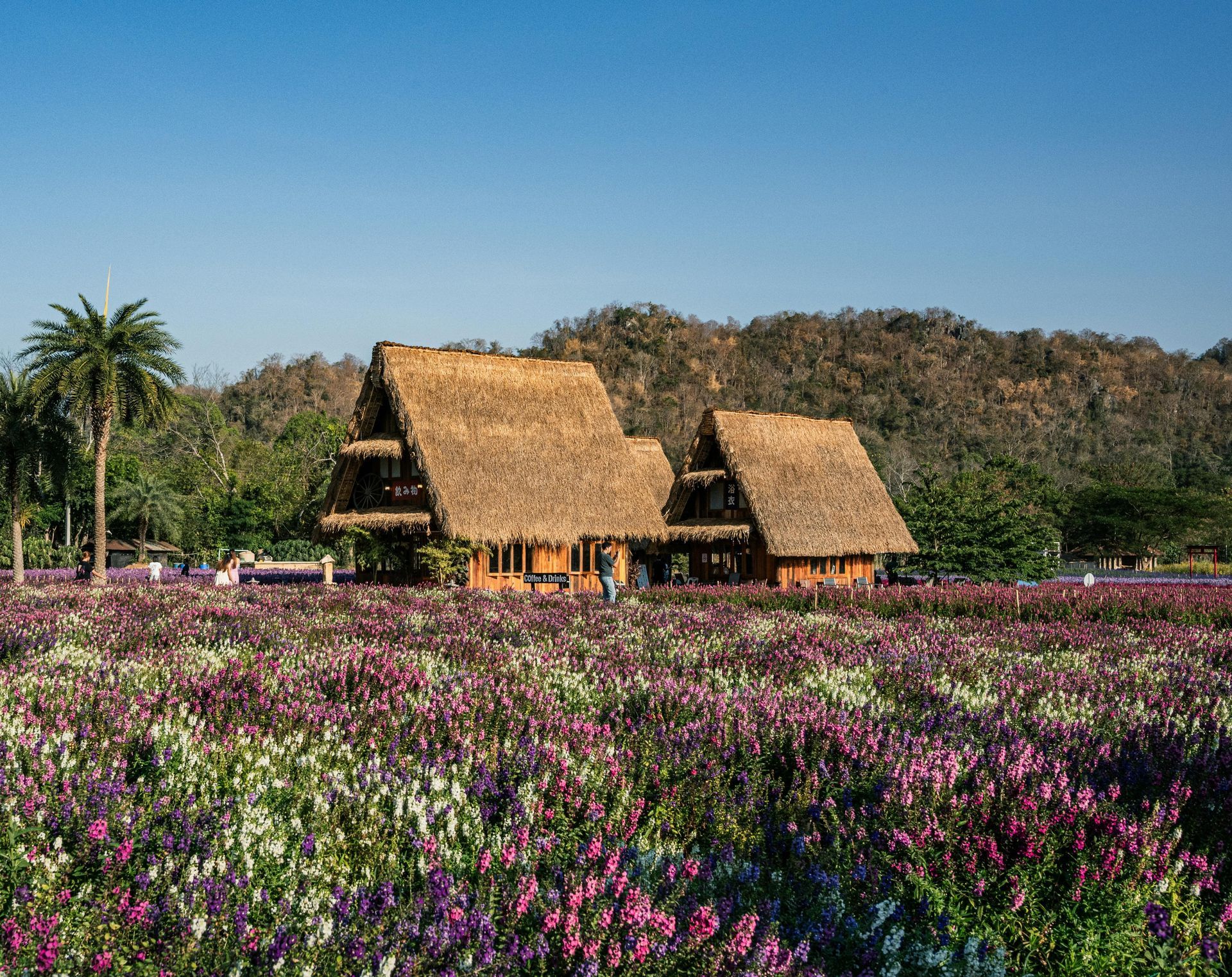 There are two thatched houses in the middle of a field of flowers.