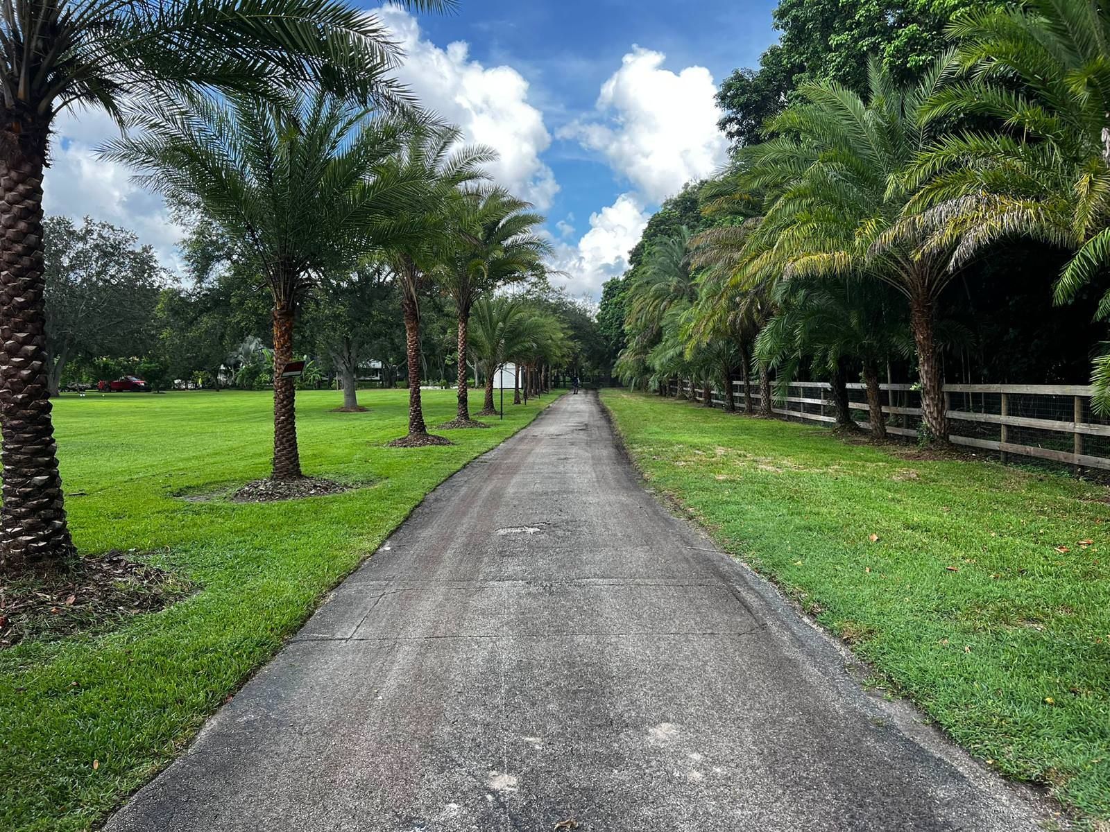 A road going through a grassy field with palm trees on both sides.