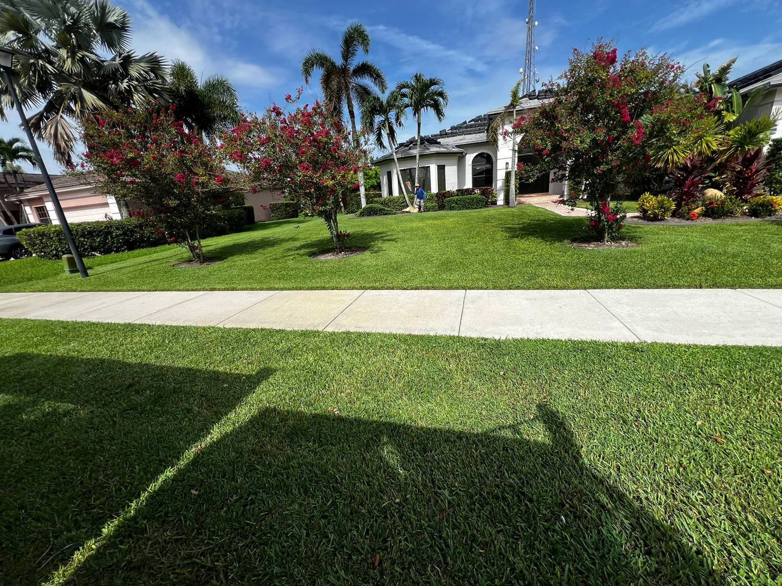 healthy and lush yard 