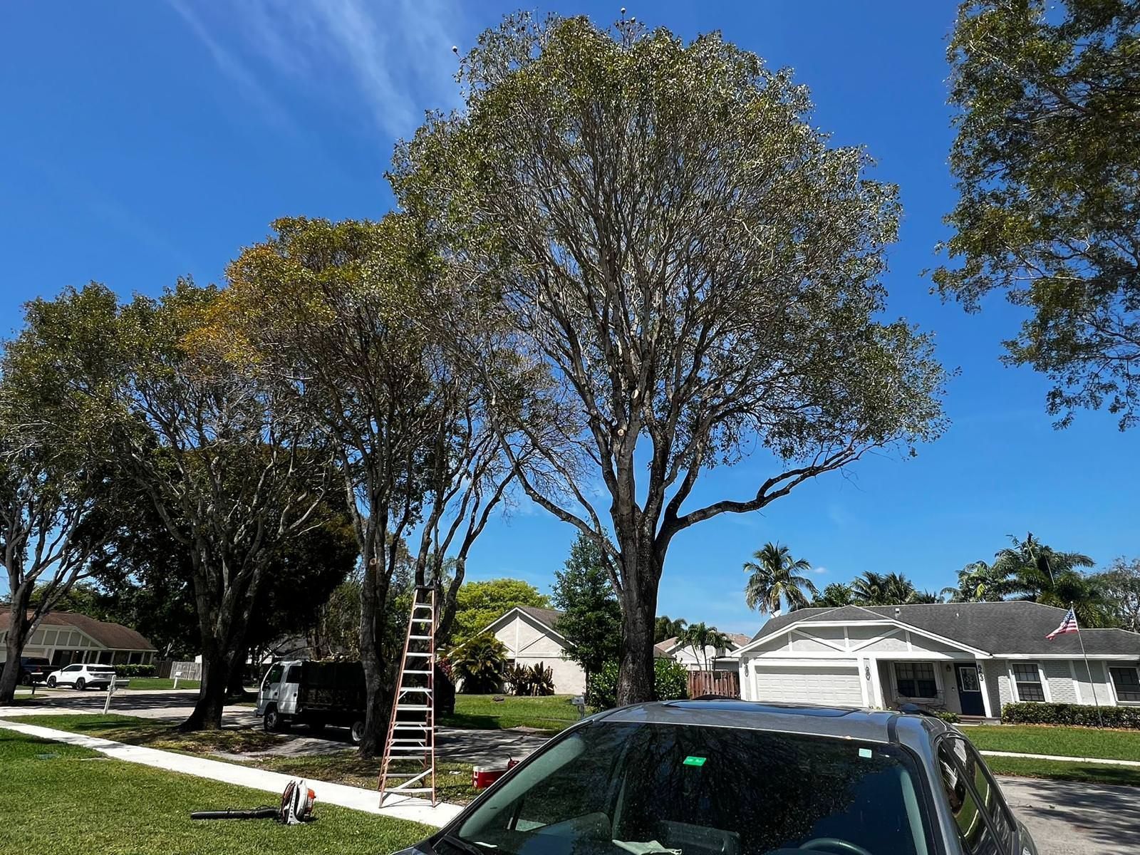 tree trimming services for home