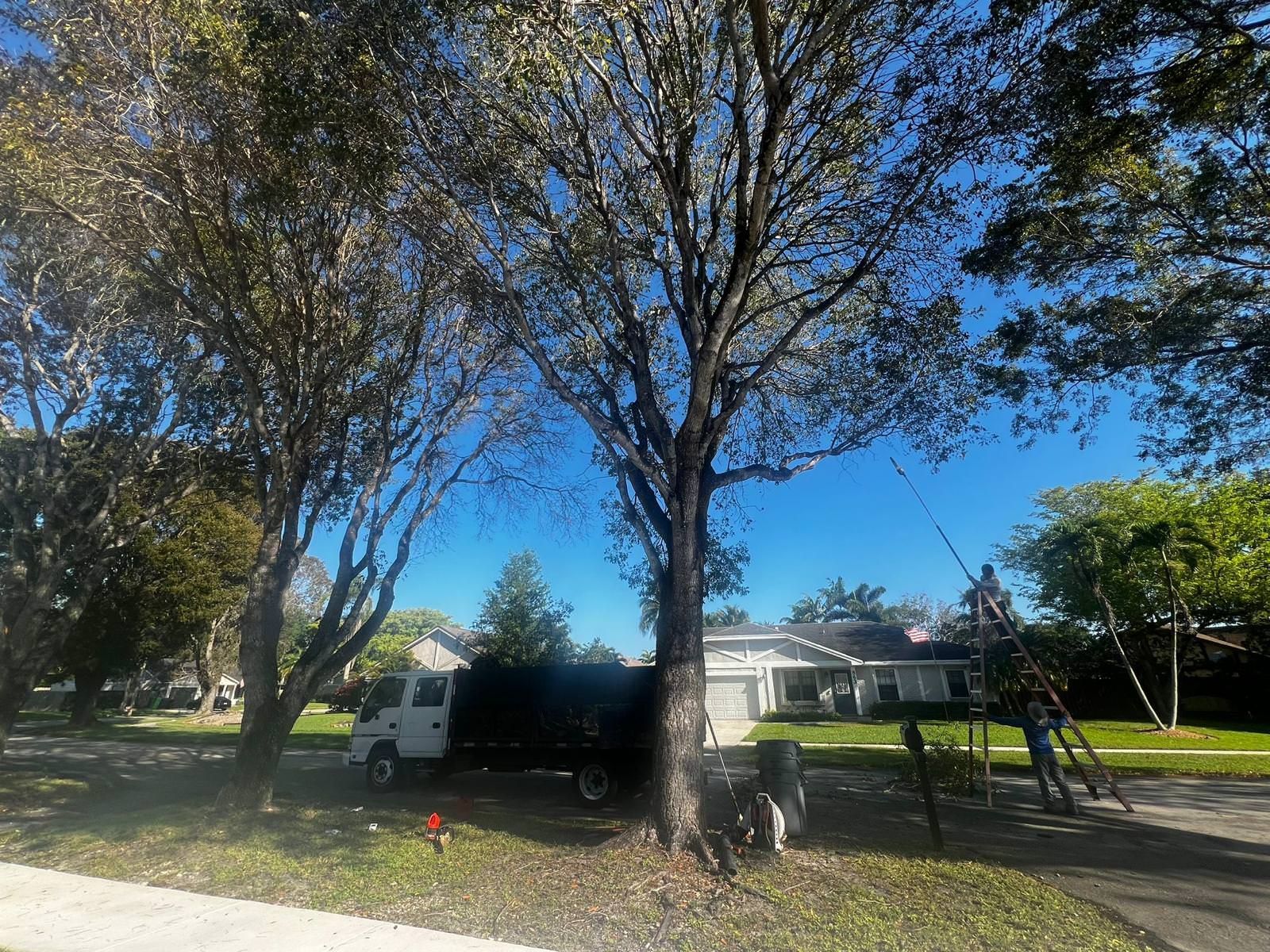 tree work in front of home 