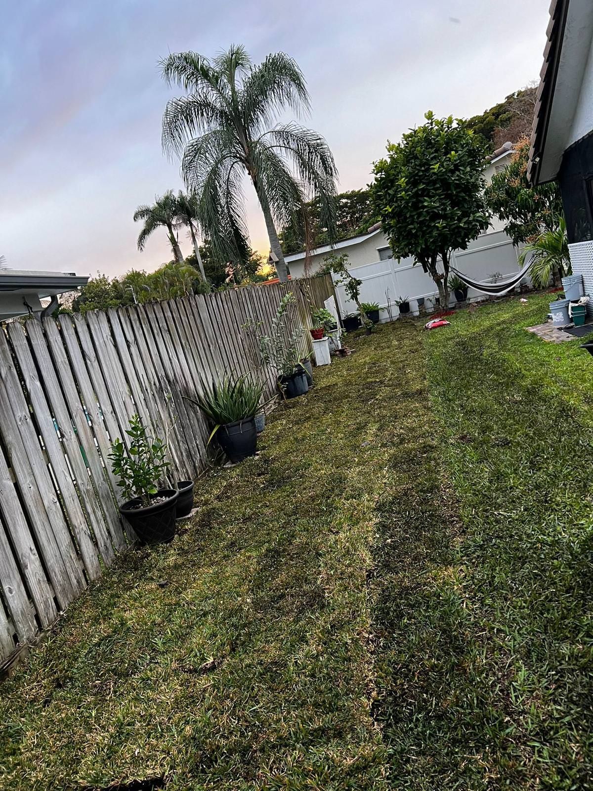 A lush green yard with a fence and a palm tree in the background.