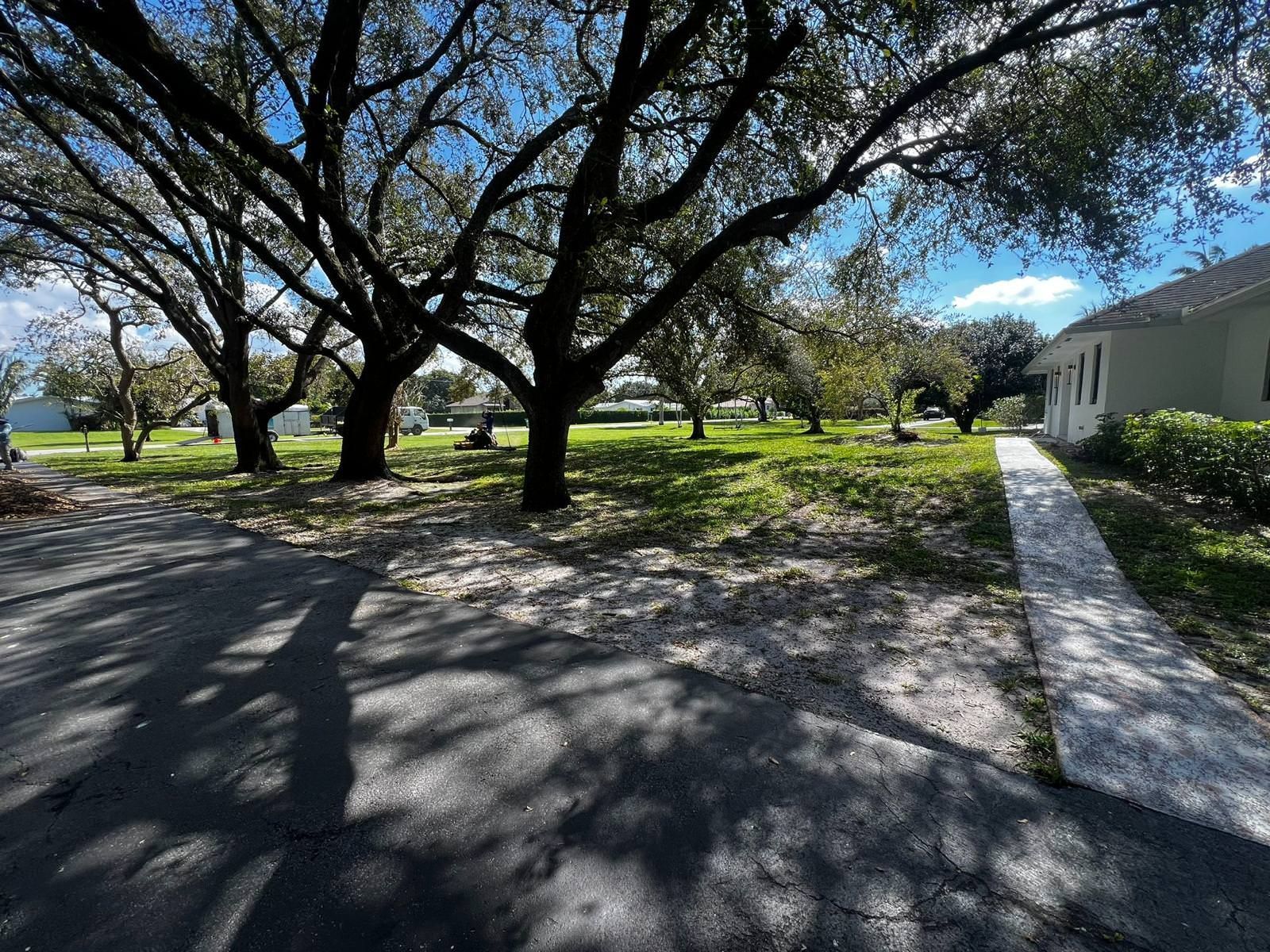 A driveway filled with trees 